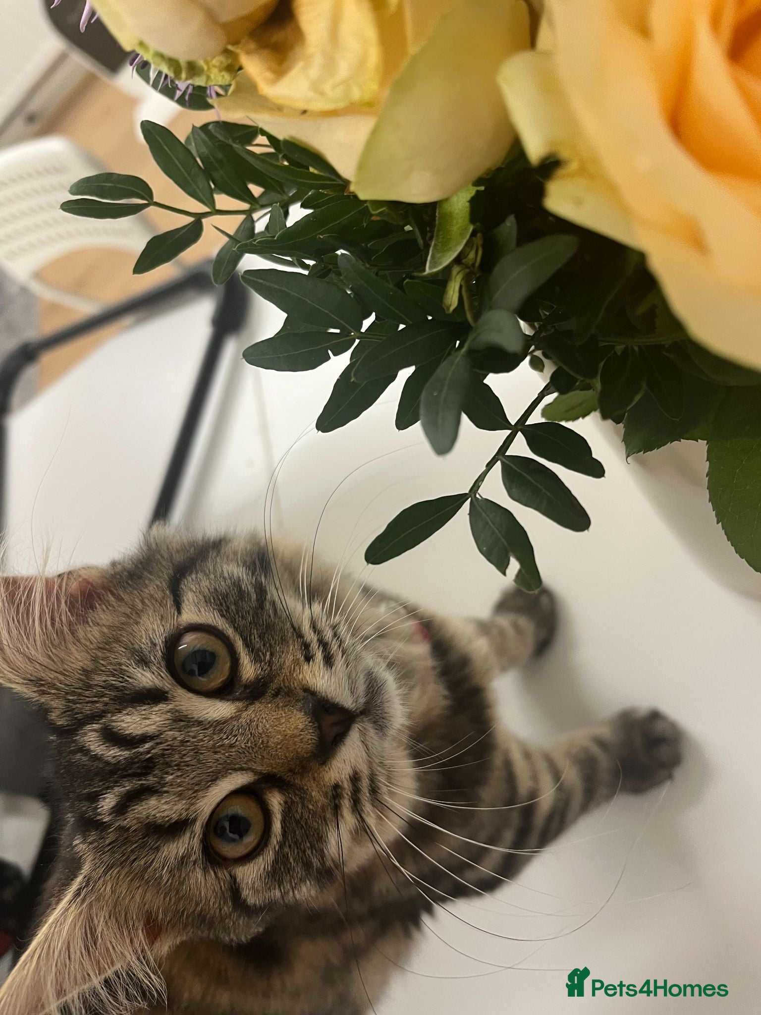 Mixed Breed cats Rehoming - Advert 1