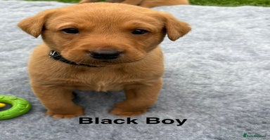 Labrador Retriever dogs - Advert 2