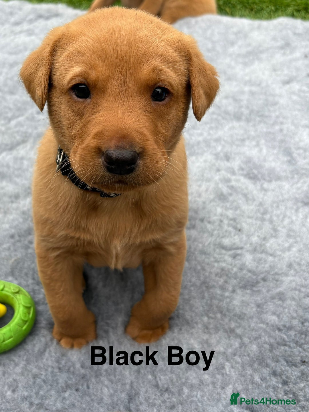Labrador Retriever dogs for sale: Beautiful KC Fox Red Pups. 0/0 hip/elbow mum & dad - Image 7