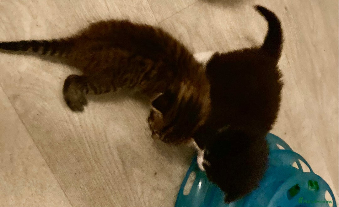 British Shorthair cats for sale: Kittens  - Image 21