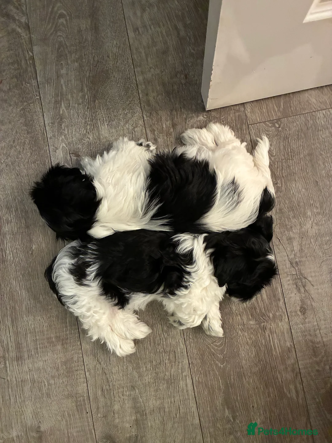 Malshi dogs for sale: Malshi pups - Advert 5