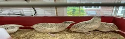 Mixed Breed birds for sale: Jumbo quail  in Birmingham - Advert 3