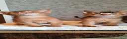 Abyssinian cats for sale: LAST 2 PEDIGREE TICA ABY BOYS - Advert 4