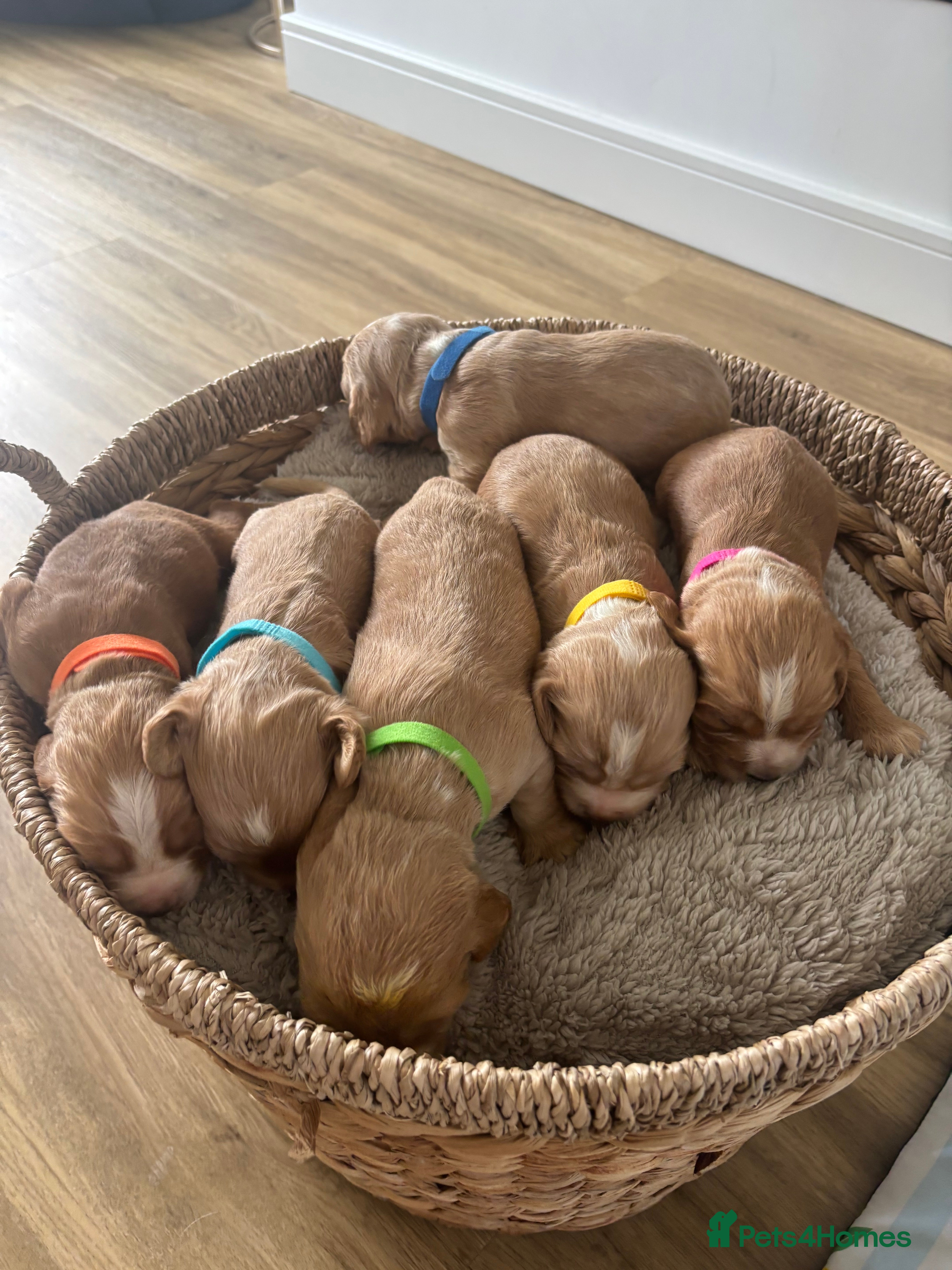 Cocker Spaniel dogs 6 Beautiful Cocker Spaniel Pups - Advert 1