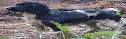 English Springer Spaniel dogs for sale: Beautiful Springer Spaniel Puppies for sale in Honiton - Advert 18