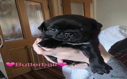 Pug dogs for sale: £500 pug puppies - Image 5
