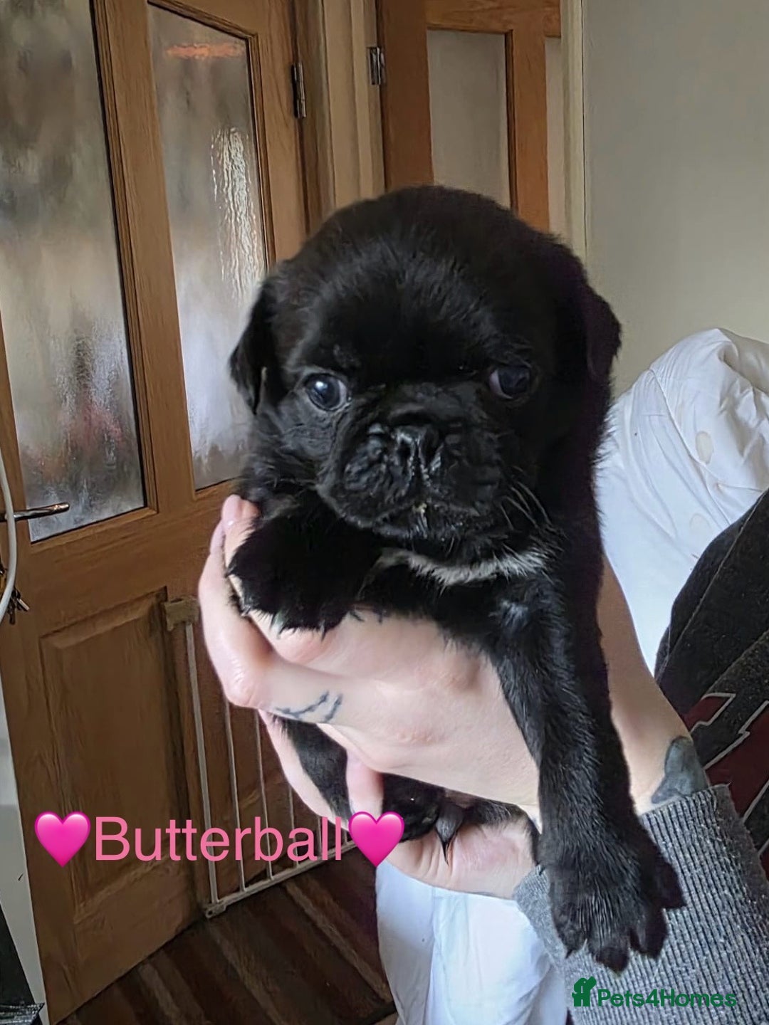 Pug dogs for sale: £500 pug puppies - Image 5