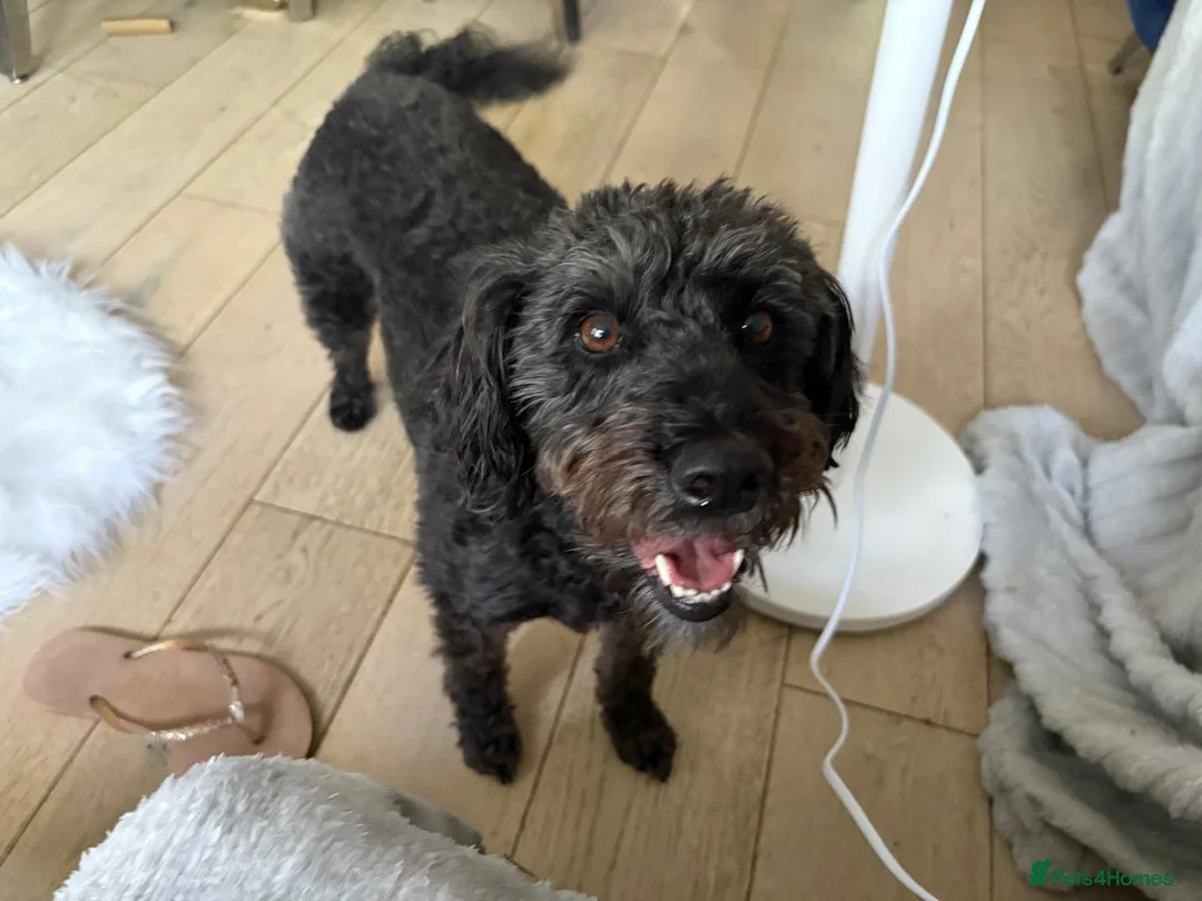 Mixed Breed dogs for sale: Lovely dog 4 years for rehome.  - Advert 6
