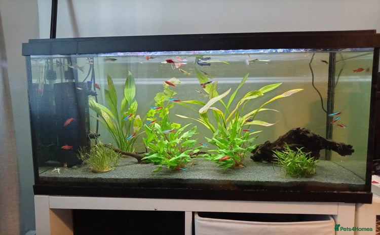 Other/Mixed Breed fish - Advert 1