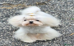 Maltese dogs for stud: Amazing Tiny Doll Face Korean Maltese STUD ONLY  - Image 3