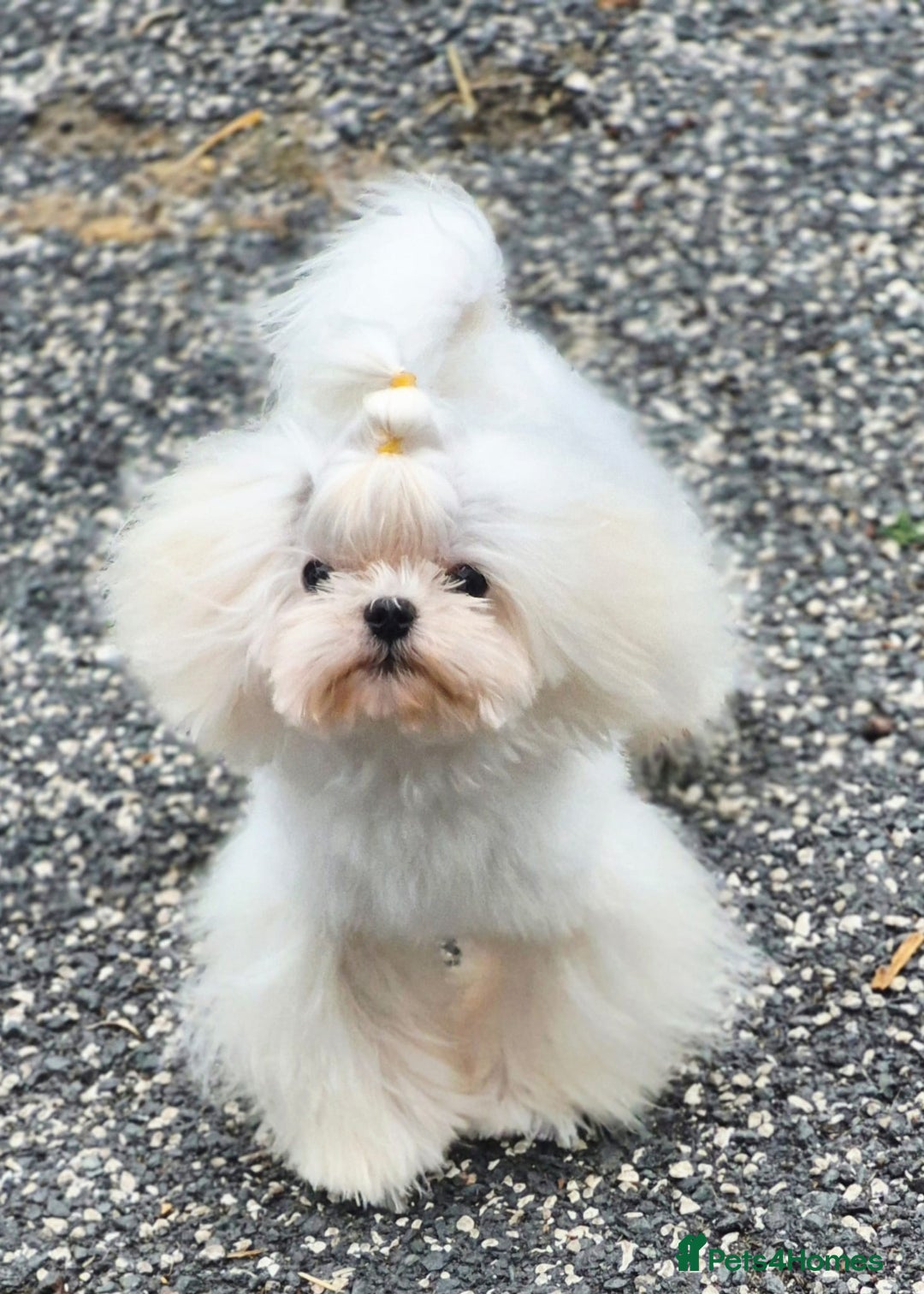Maltese dogs for stud: Amazing Tiny Doll Face Korean Maltese STUD ONLY  - Image 3