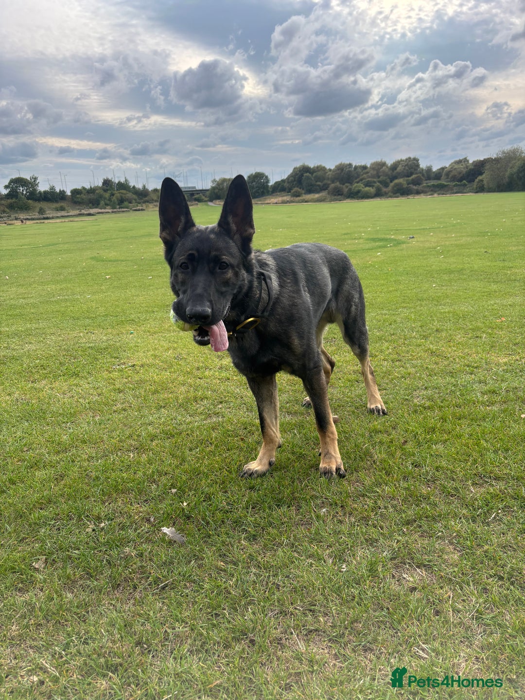 German Shepherd dogs for sale: German Shepard  - Advert 5