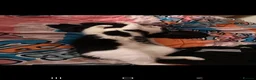 Mixed Breed cats for sale: Milo looking for new home  - Advert 8