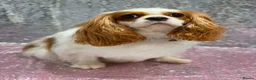 Cavalier King Charles Spaniel dogs for sale: Looking for new homes  - Advert 3