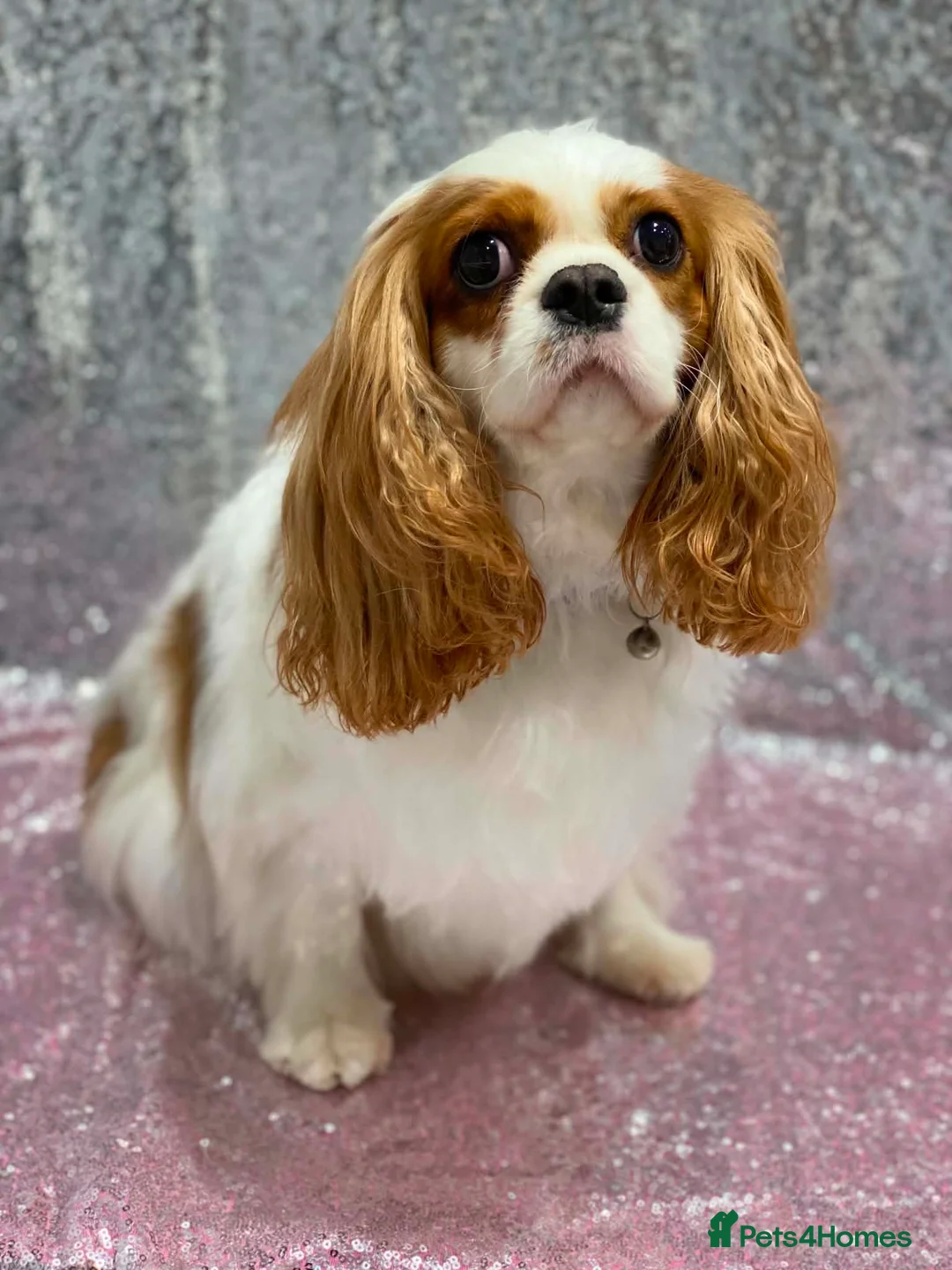 Cavalier King Charles Spaniel dogs for sale: Looking for new homes  - Advert 3
