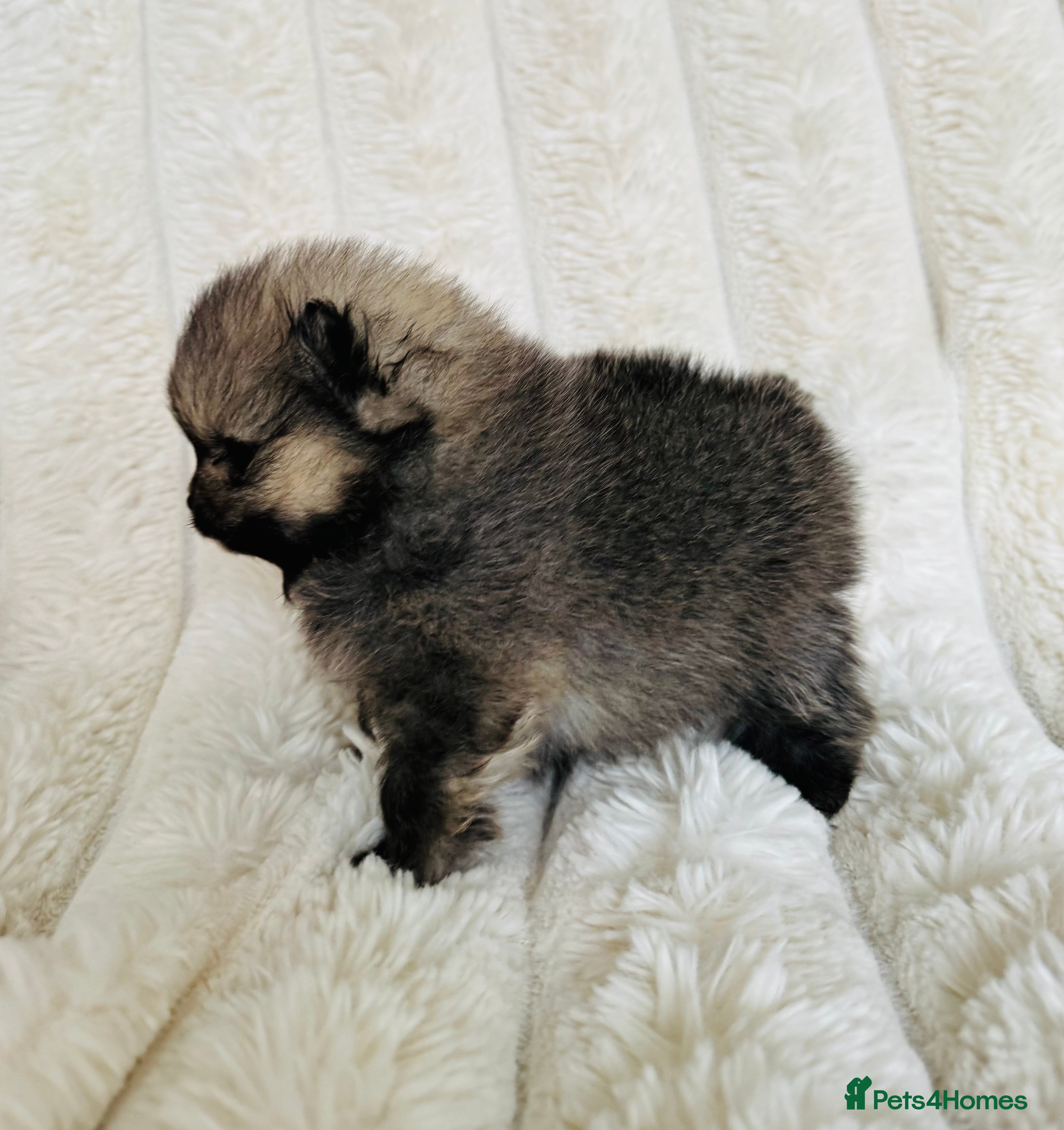 Pomeranian dogs Champion Lines Tiny Teddy Faced Pomeranians  - Advert 11