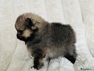 Pomeranian dogs Champion Lines Tiny Teddy Faced Pomeranians - Advert 11