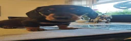 Miniature Dachshund dogs for sale: MINIATURE DACHSHUND! - Advert 5