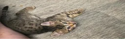 Bengal cats for sale: beautiful bengal X kittens **ready to go** - Advert 9