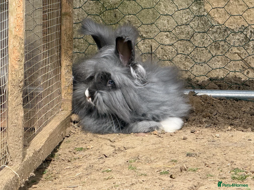 Angora rabbits for sale: Angora’s looking for new homes - Advert 3