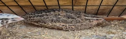 Quail poultry for sale: Gorgeous 8 week old corturnix quail  - Advert 6