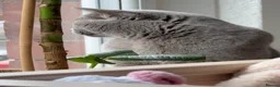 British Shorthair cats for sale: Cat Louie Looking for a Loving New Home - Advert 7