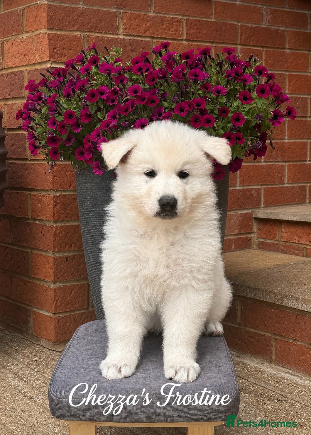 White Swiss Shepherd dogs Absolutely gorgeous  - Advert 2