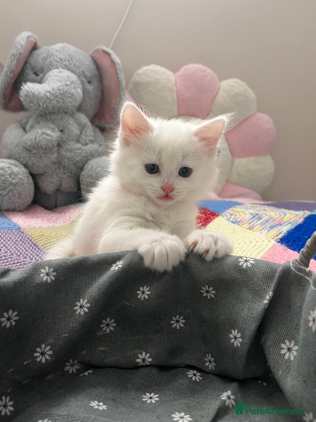 Turkish Angora cats for sale: Turkish Angora Longhair kittens - Advert 30