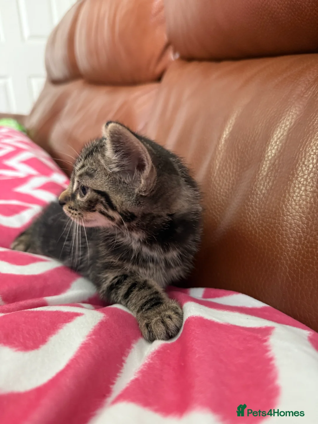 Mixed Breed cats for sale: Mixed Bengal and tabby cats  - Advert 8