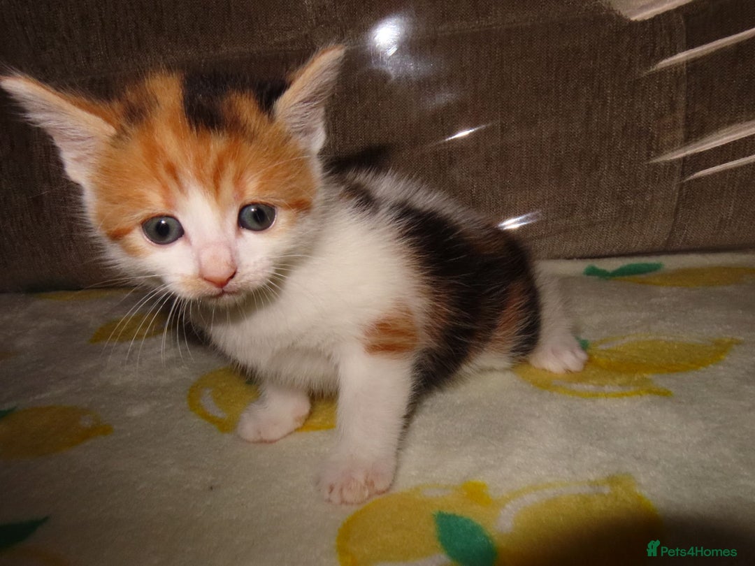 British Shorthair cats for sale: Kittens - Image 13