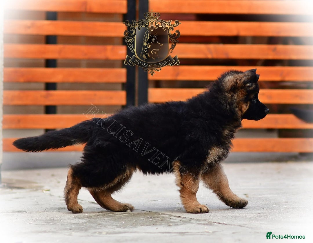 German Shepherd dogs for sale: PREGNANCY CONFIRMED * LITTER DUE 19/20 Jan - Advert 4
