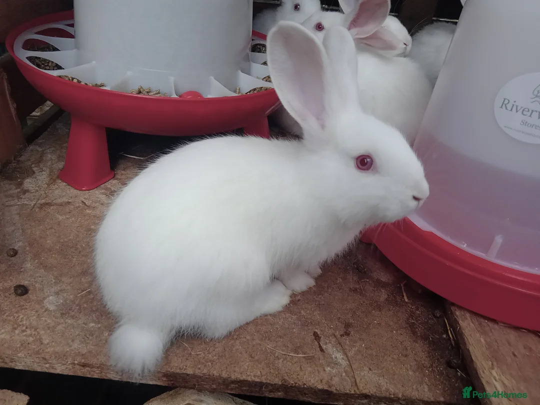 New Zealand rabbits for sale: NZW Rabbits Available Soon in Airdrie - Advert 2