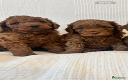 Cavapoo dogs for sale: 🐶 Adorable deep red Cavapoo Puppies  - Image 9