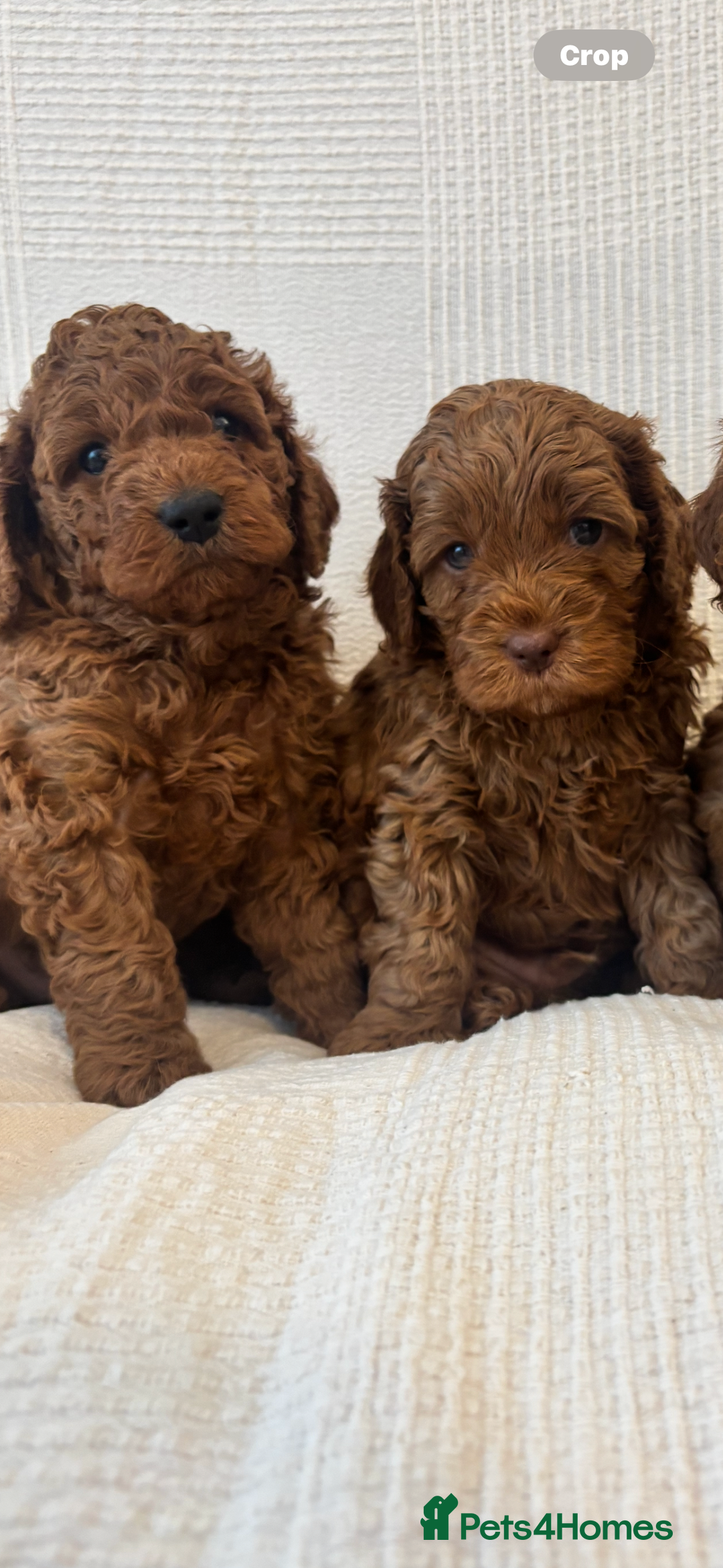 Cavapoo dogs for sale: 🐶 Adorable deep red Cavapoo Puppies  - Image 9
