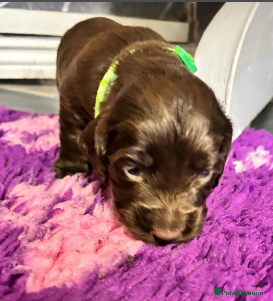 Sprocker dogs for sale: Adorable sprocker pups - Advert 2
