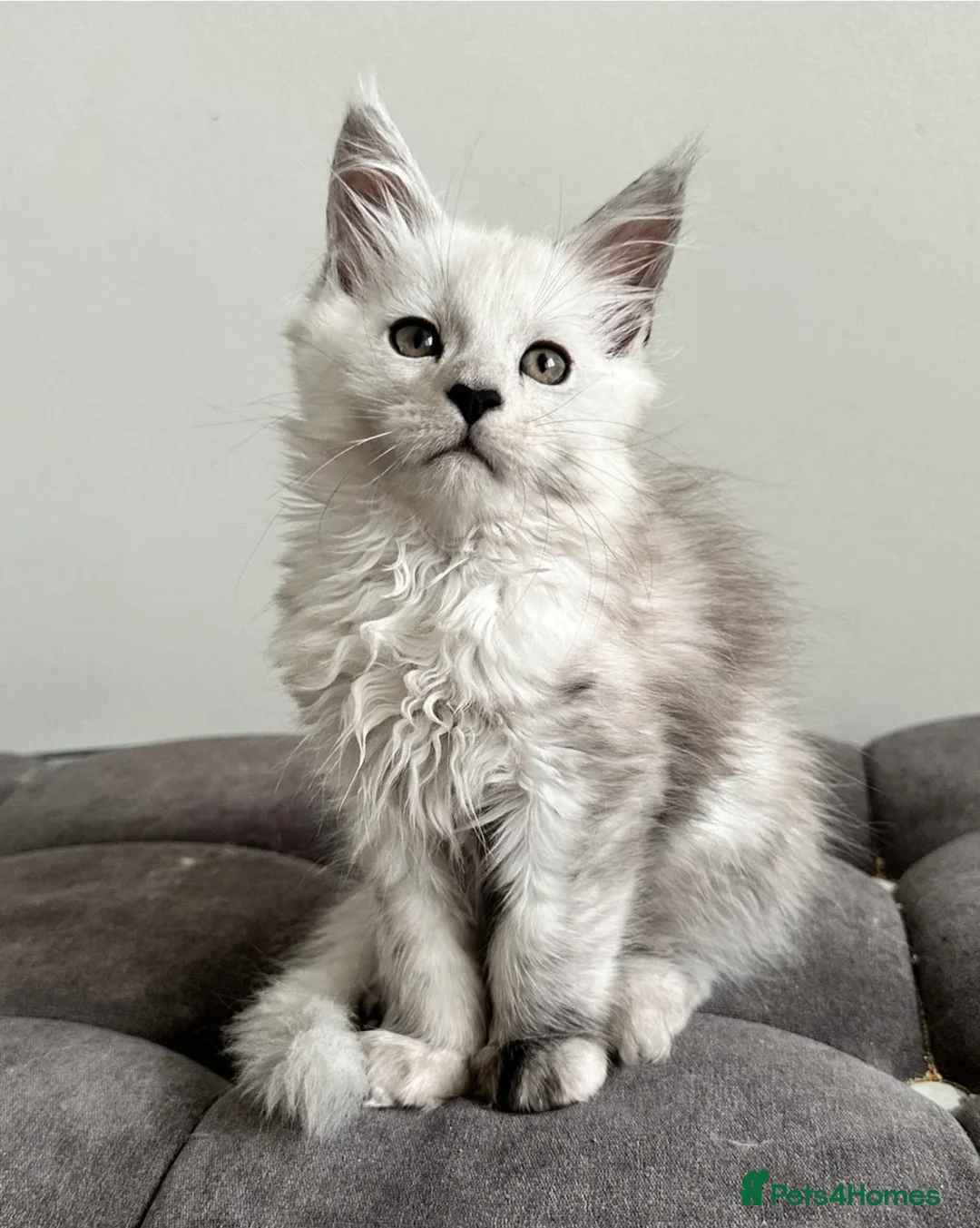 Maine Coon cats for sale: Last Male Maine Coon Kitten for Sale | show breed  - Advert 4