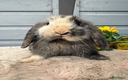 Mini Lop rabbits for sale: Stunning mini lop rabbits - Image 5