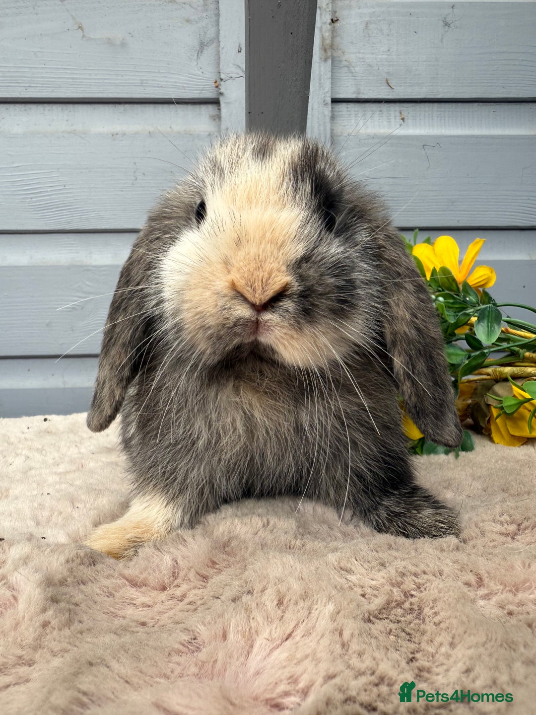 Mini Lop rabbits for sale: Stunning mini lop rabbits - Image 5