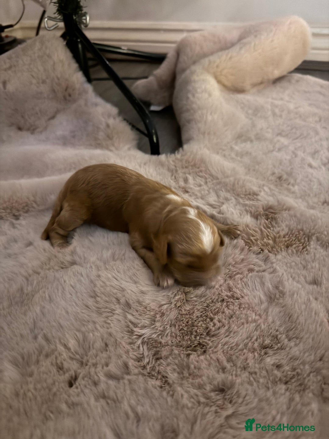 Cockapoo dogs for sale:  F1b Miniature Cockapoo Puppies fox red colour  - Advert 16