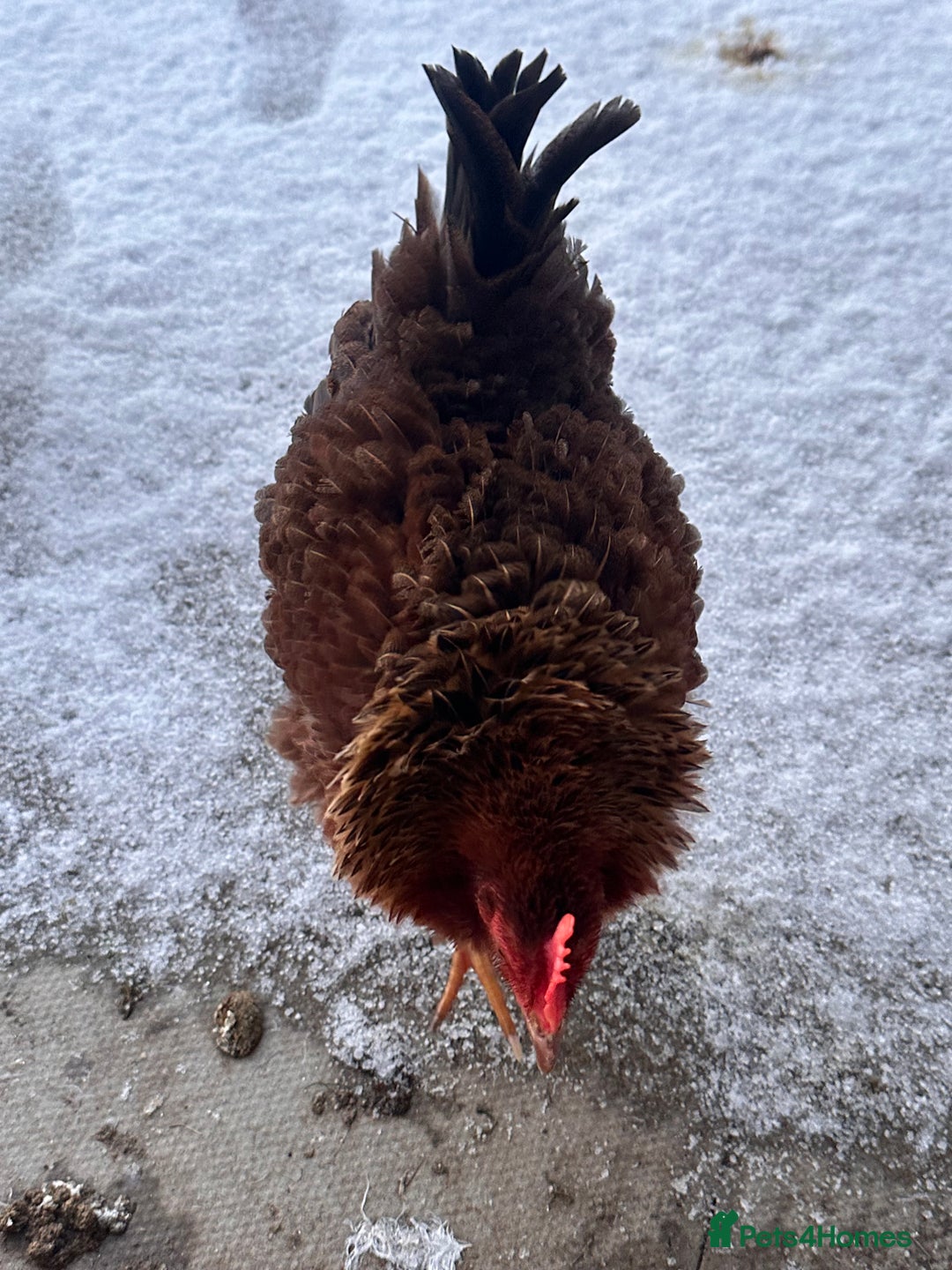 Chickens poultry for sale: Two Hens for Rehoming – Very Friendly - Advert 14