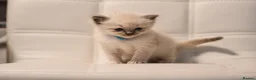 Ragdoll cats for sale: Blue Point Ragdolls | Celestial Litter - Advert 24