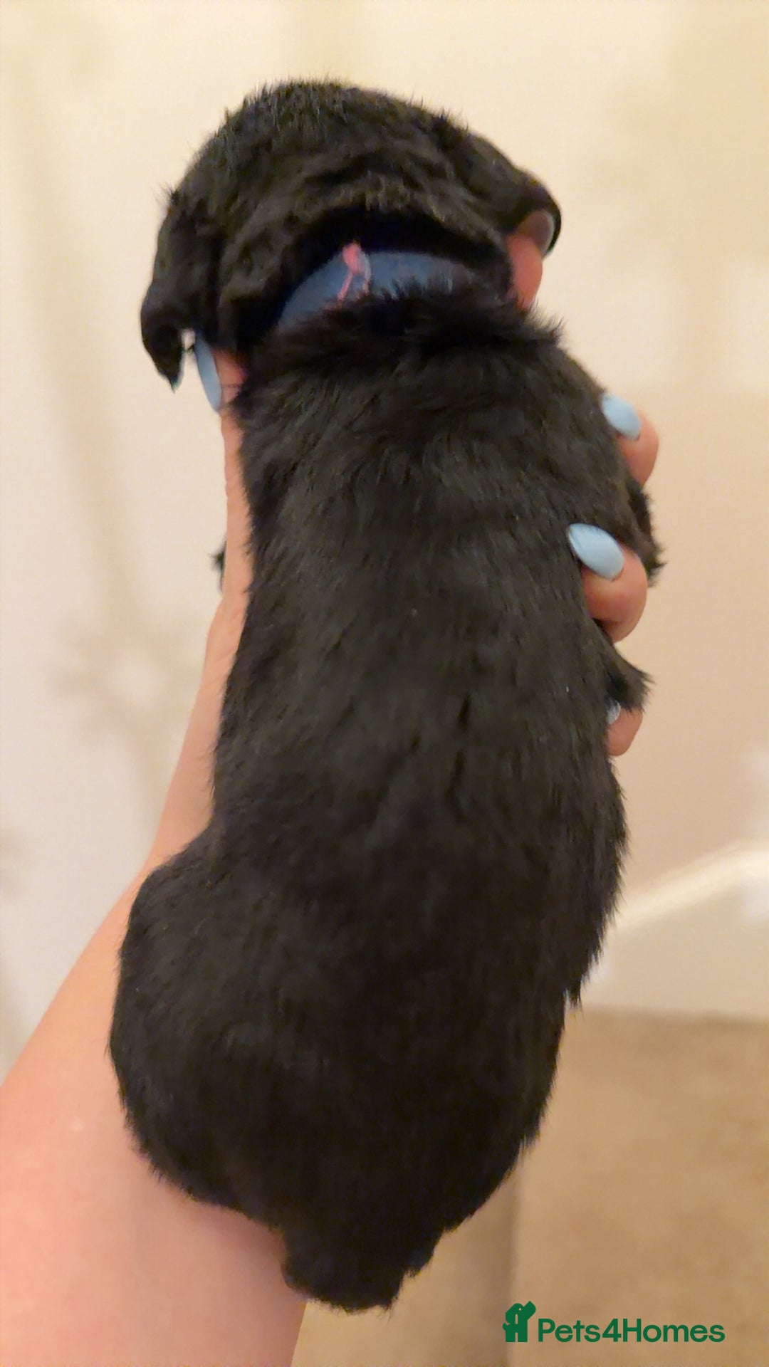 Mixed Breed dogs for sale: Miniature Doxiepoos  - Advert 9