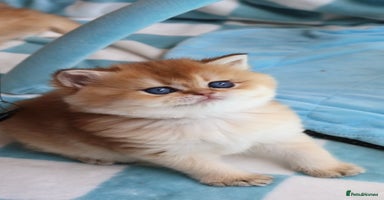 British Shorthair cats 🧿✨Exclusive Golden British Shorthair babies 🧿 - Advert 7