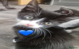 Mixed Breed cats for sale: Kittens for good homes - Image 2