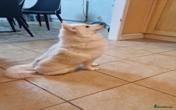 Pomsky dogs for sale: 🥰F3 POMSKY FEMALE 🥰  - Image 6