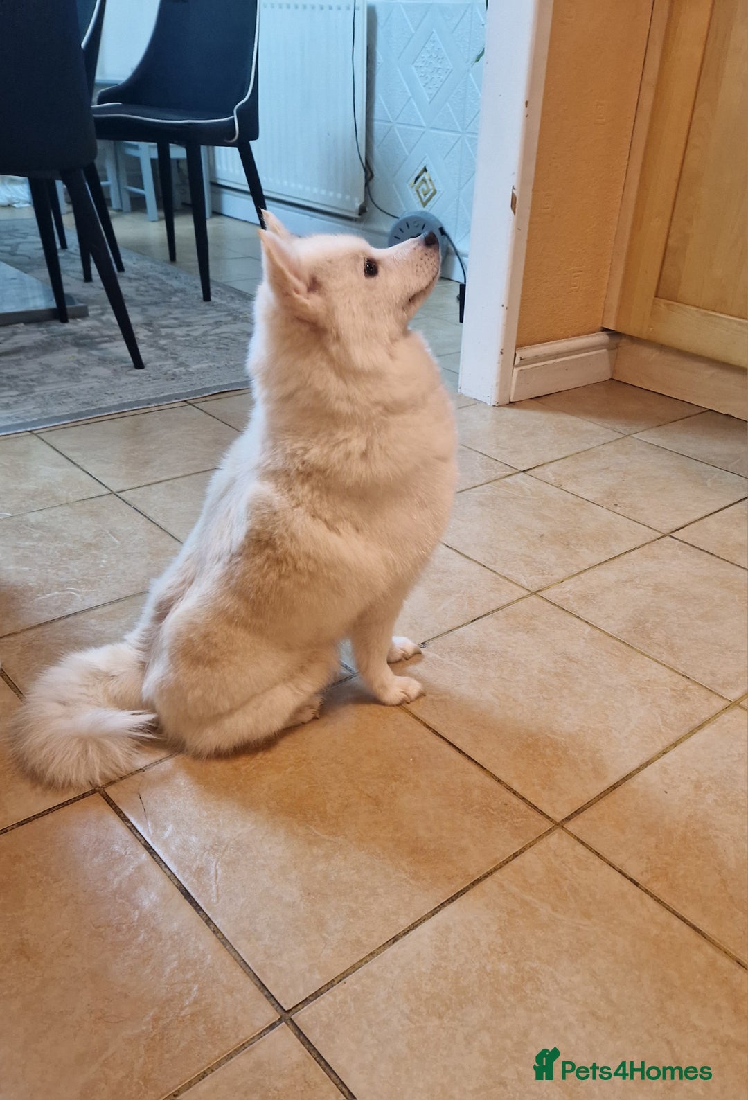 Pomsky dogs for sale: 🥰F3 POMSKY FEMALE 🥰  - Image 6