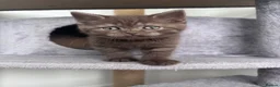 Scottish Fold cats for sale: British shorthair and Scottish straight mix  - Advert 28
