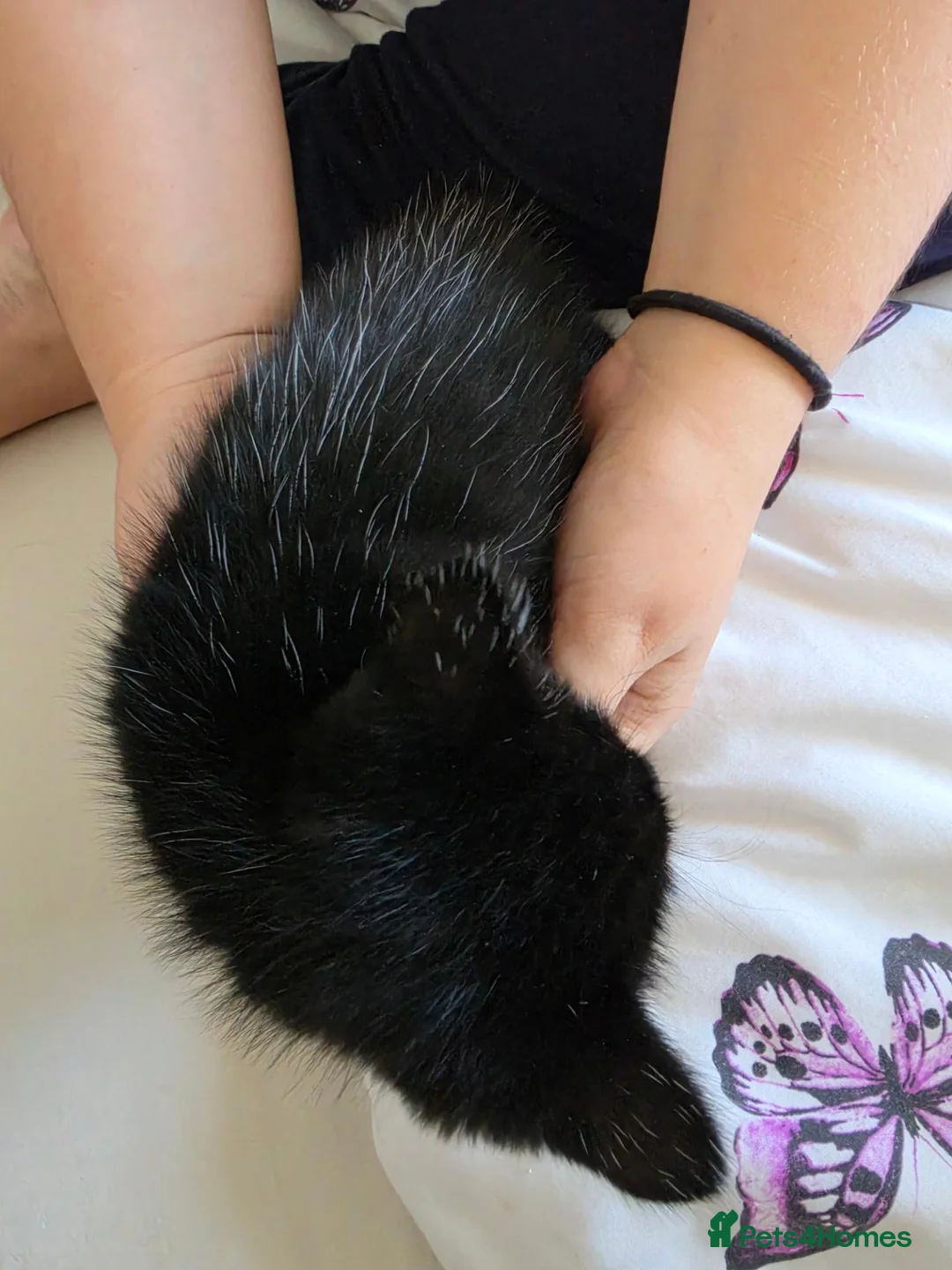 Domestic Shorthair cats for sale: 4 gorgeous black kittens with white patches. - Advert 2