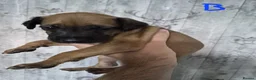 Lurcher dogs for sale: Lurcher puppies for sale  - Advert 14