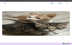 Mixed Breed cats for sale: Gorgeous kittens  - Image 17